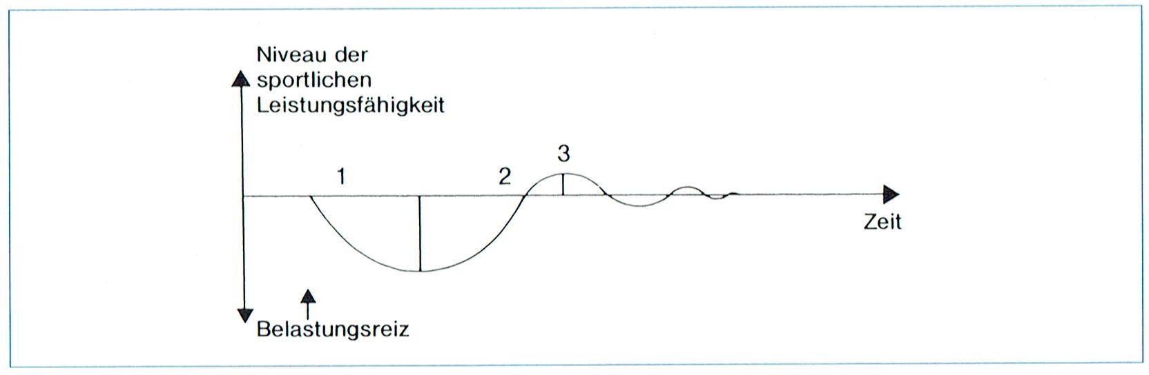 Phasen der Veränderung der Leistungsfähigkeit nach einem Belastungsreiz